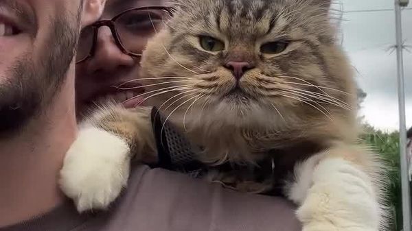 Wind in His Face, Zero Regrets — This Cat Is Living His Best Life - Sputnik Africa