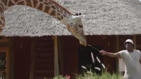 Wild Giraffe in Kenya Returns to Say Hello After 8 Months with a Boyfriend - Sputnik Africa