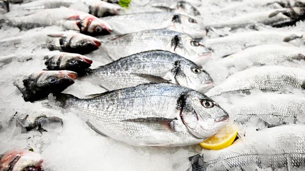 Tanzania Launches Digital Platform to Simplify Fish Trade & Fisheries Growth - Sputnik Africa