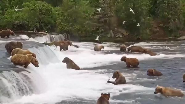Dozens of Bears Gather for Salmon Feast in US - Sputnik Africa