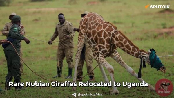 Rare Nubian Giraffes Relocated to Uganda - Sputnik Africa