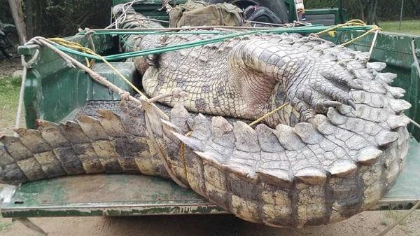 Un crocodile mangeur d'hommes transféré dans un parc national en Ouganda - Sputnik Afrique