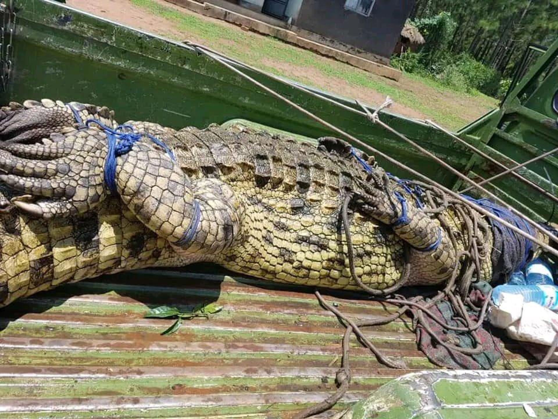 Un crocodile mangeur d'hommes transféré dans un parc national en Ouganda - Sputnik Afrique, 1920, 26.07.2026