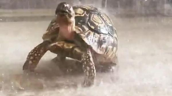 Hope You Enjoy Your Morning Showering Like This Tortoise Does - Sputnik Africa