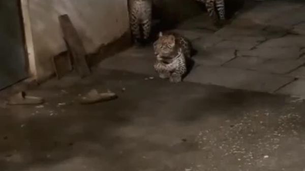 Camera Captures Three Leopards Simply Visiting Someone's Yard - Sputnik Africa