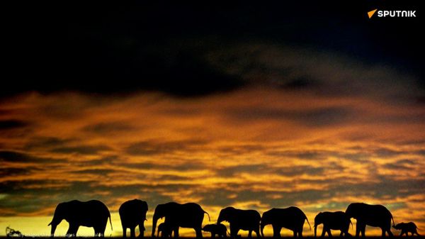 La population d'éléphants a plus que doublé en sept ans au Mozambique - Sputnik Afrique