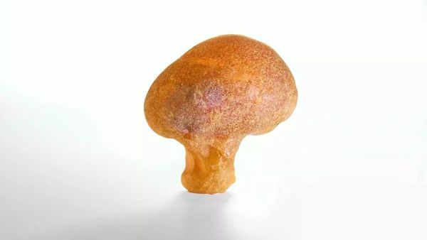 40 Million Year Old Broccoli-Shaped Amber Found in Russia's Kaliningrad - Sputnik Africa