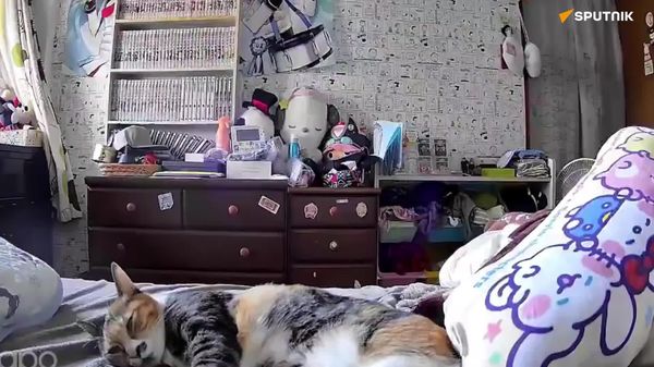 Cat Senses Danger Seconds Before Japan Earthquake - Sputnik Africa