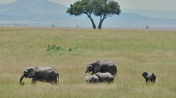 Cyanide Poisoning May Have Caused Deaths of 15 Elephants in Kenya: Media - Sputnik Africa