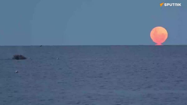 Sous la pleine lune qui s’élève au-dessus de l’océan, des baleines refont surface à seulement quelques mètres du rivage - Sputnik Afrique