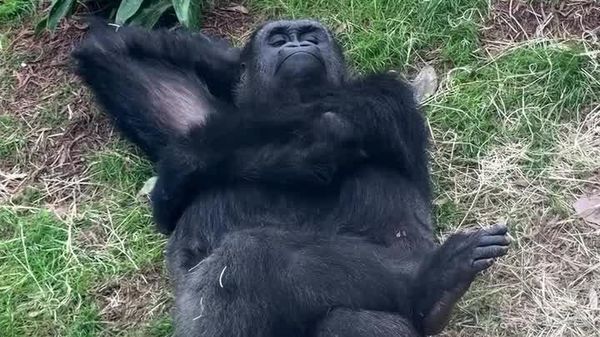 Meet the Gorilla That’s 'Spiritually Out of Office' — And We Can Relate - Sputnik Africa