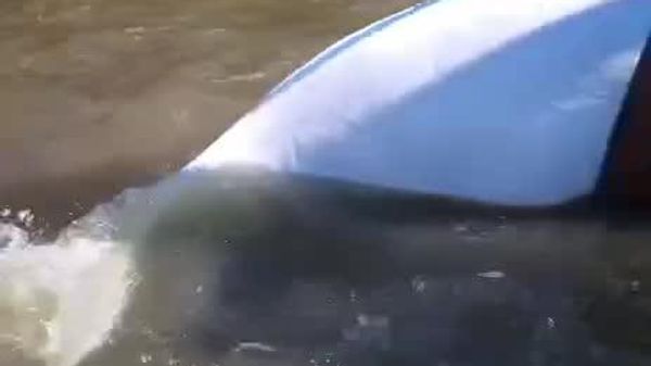 Belugas Freed: Whale Family Returns to Deep Water - Sputnik Africa