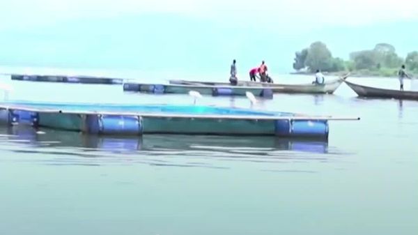 Kenyan Fish Farmers Use AI Tech to Predict Oxygen Crises in Lake Victoria - Sputnik Africa