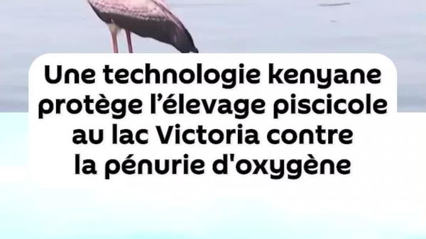 Au Kenya, l'IA sert à anticiper les pénuries d'oxygène dans le lac Victoria - Sputnik Afrique