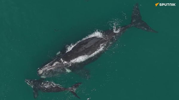 Mother Whale & Calf Swim Side by Side in Chile - Sputnik Africa