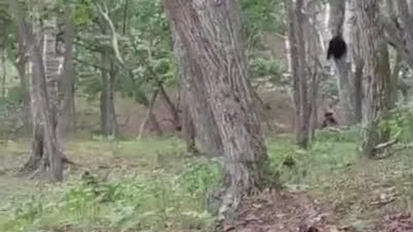 Un garde forestier russe réveille un ours noir d'Asie perché dans un bouleau - Sputnik Afrique