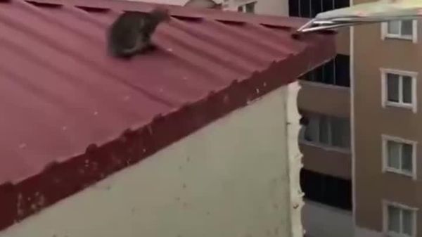 Turkey's Most Creative Rescue: Ironing Board Serves as Cat Bridge - Sputnik Africa