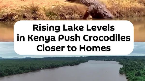 Rising Waters Unleash Crocodiles on Kenyan Сommunities - Sputnik Africa