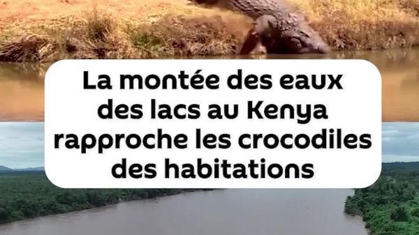 La montée des eaux fait entrer des crocodiles dans les communautés kényanes - Sputnik Afrique