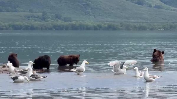 Une partie de pêche en famille: quatre ourses et leurs oursons de six mois s’amusent dans un parc naturel russe - Sputnik Afrique