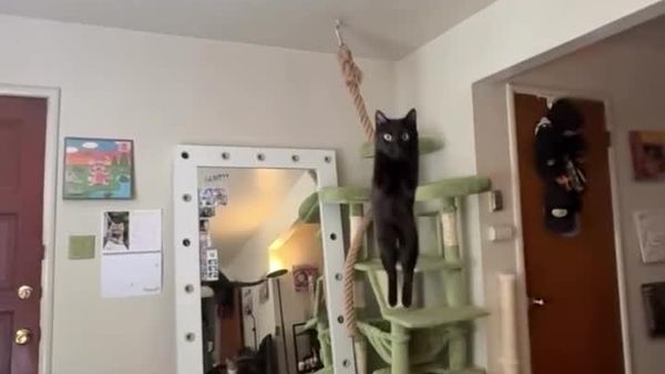 Happy International Cat Day! - Sputnik Africa