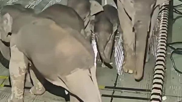 Elephant Mom to the Rescue: Charging Station Stands No Chance - Sputnik Africa