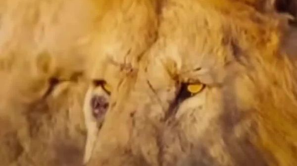 World Lion Day: A Call to Protect Africa's Declining Lion Population - Sputnik Africa