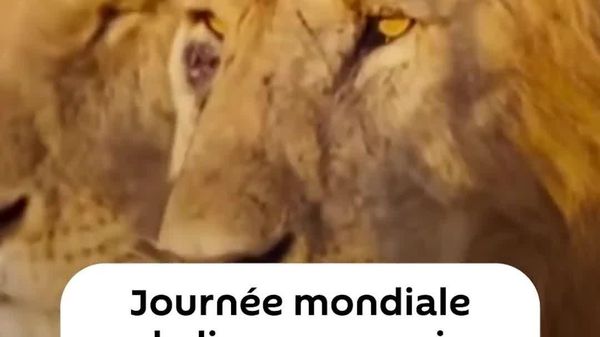 Journée mondiale du lion: un appel à protéger la population de lions en déclin en Afrique - Sputnik Afrique