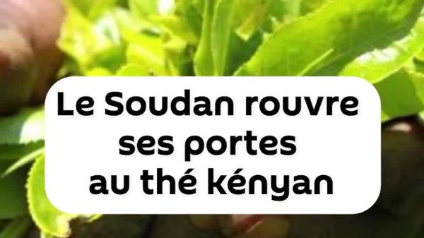 Le Soudan prêt à rouvrir son marché au thé kényan — médias - Sputnik Afrique