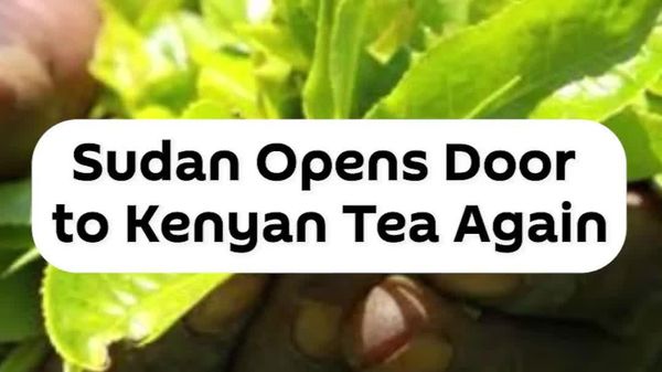 Sudan Signals Return to Kenyan Tea After Year-Long Ban - Sputnik Africa