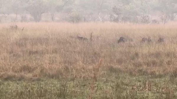 Angola's National Symbol Returns: Over 200 Giant Sable Antelopes Sighted at Cangandala National Park - Sputnik Africa