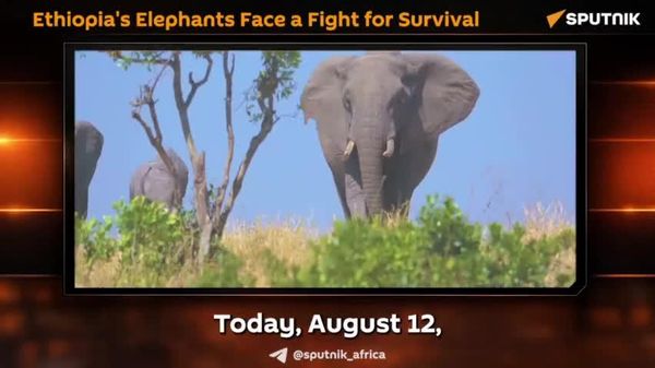 Can Ethiopia Save Its Elephants? - Sputnik Africa