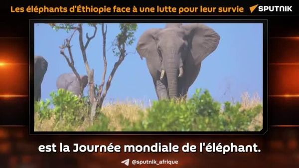 L’Éthiopie peut-elle sauver ses éléphants? - Sputnik Afrique