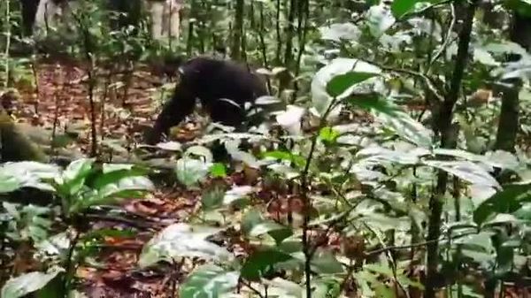 Deforestation Fueling Surge in Chimpanzee Attacks in Uganda, Experts Warn - Sputnik Africa