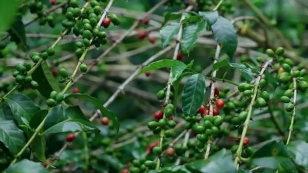 Ethiopia’s New Coffee Development Package Sets Goal of Producing 2 - Sputnik Africa