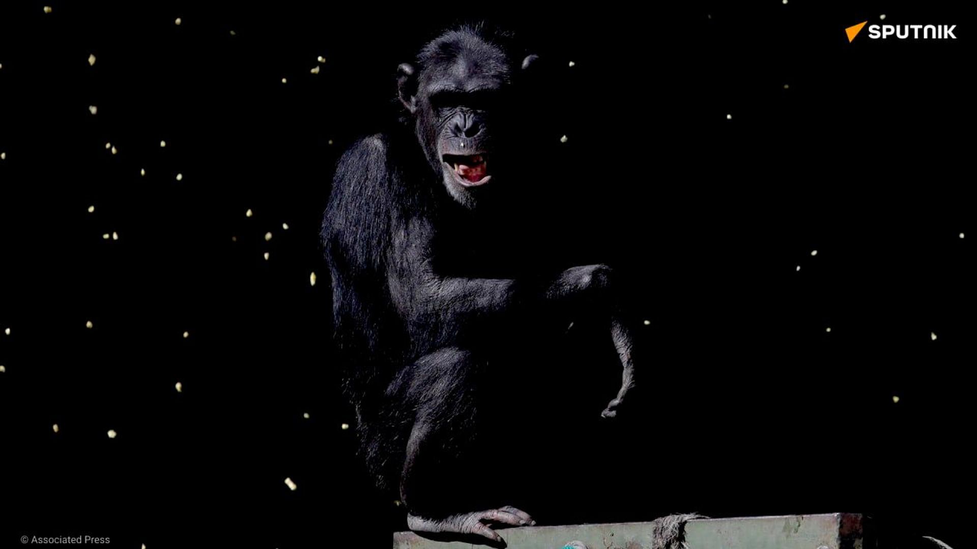 En Ouganda, une centaine d'attaques de chimpanzés expliquées par la déforestation En Ouganda, une centaine d'attaques de chimpanzés expliquées par la déforestation - Sputnik Afrique, 1920, 13.08.2026