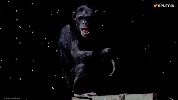 En Ouganda, une centaine d'attaques de chimpanzés expliquées par la déforestation - Sputnik Afrique