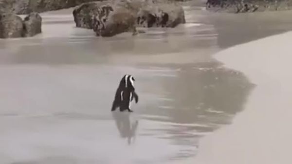 Capetown Beach Penguins Caught in Adorable 'Hand-Holding' Moment - Sputnik Africa