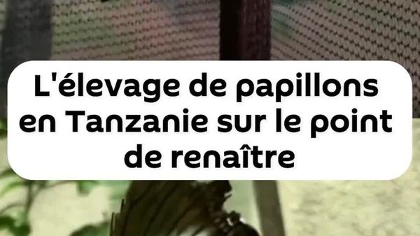 L'élevage de papillons en Tanzanie prêt à renaître: emplois et commerce durable au rendez-vous - Sputnik Afrique