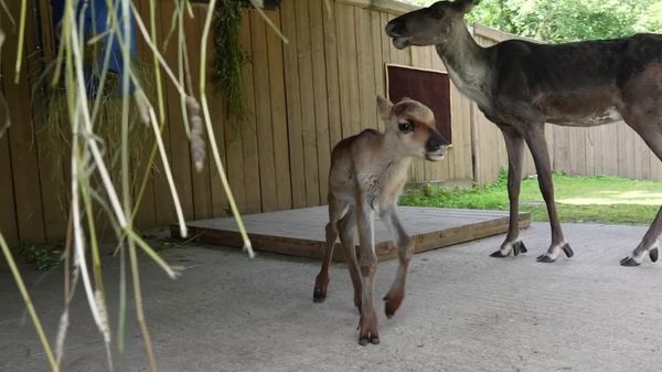 Hi, Cutie: Moscow Zoo Welcomes New Forest Reindeer Calf - Sputnik Africa