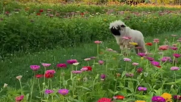 Morning, Dear Followers! May This Baby Sheep Bring You Whole Week of Sweet Vibes - Sputnik Africa