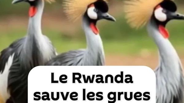 Comment la grue couronnée a repris ses droits dans les marais du Rwanda - Sputnik Afrique