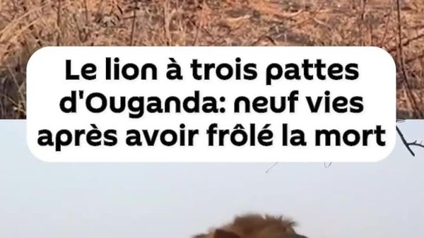 Un lion à trois pattes qui force le respect en Ouganda - Sputnik Afrique