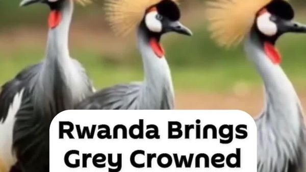 Who Brought Rwanda's Crowned Cranes Back? - Sputnik Africa