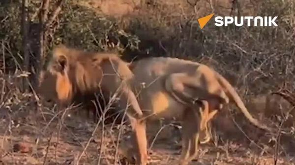 From Snare to Buffalo Attack: Uganda's Jacob the Lion Keeps Roaring - Sputnik Africa