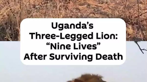 From Snare to Buffalo Attack: Uganda's Jacob the Lion Keeps Roaring - Sputnik Africa