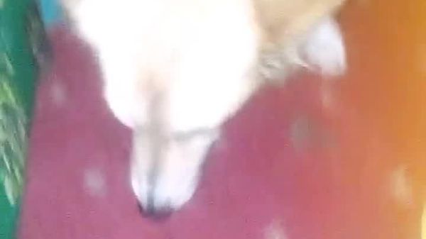 This Ethiopian Dog Can't Get Enough of Chewing Gum - Sputnik Africa