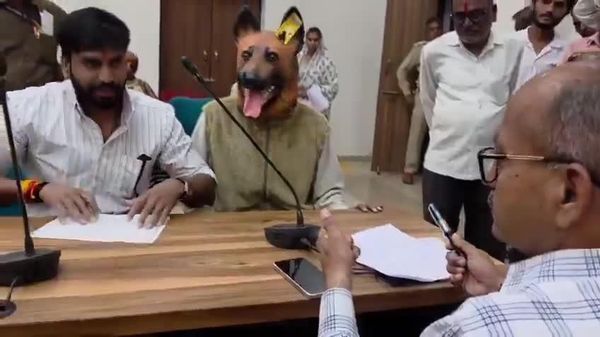 Fed Up With Stray Dogs, Indian Man Wears Dog Mask to Protest - Sputnik Africa