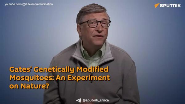 Gates' Mosquito Project: Experimenting on Nature Via Genetic Modification - Sputnik Africa