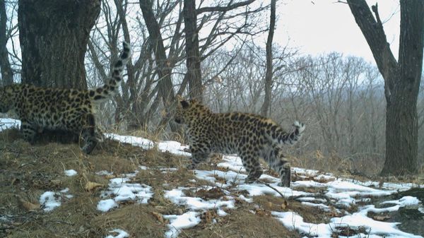 Une femelle léopard adopte les chatons d’une autre… et les scientifiques n’en reviennent toujours pas - Sputnik Afrique